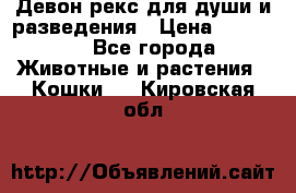 Девон рекс для души и разведения › Цена ­ 20 000 - Все города Животные и растения » Кошки   . Кировская обл.